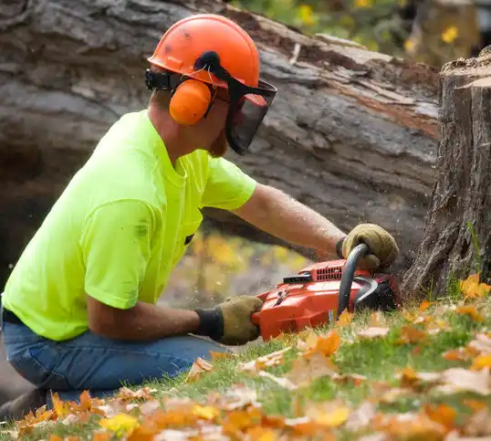 tree services Richlawn